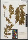 Foto von Salix triandra subsp. triandra L.
